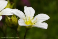 Saxifraga_x_arendsii_2008-3.jpg