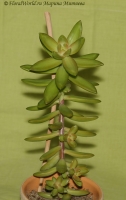 Sedum_adolphii_3.jpg