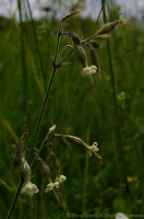 Silene_alba_2008-1.jpg