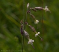 Silene_alba_2008-2.jpg