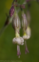 Silene_alba_2008-3.jpg