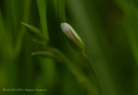 Stellaria_graminea_2008-2.jpg