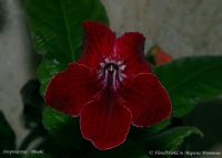 Streptocarpus_Phoebe_1-3.jpg