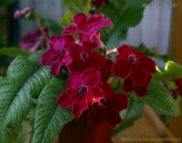 Streptocarpus_Phoebe_3-2.jpg