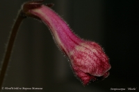 Имя файла=Streptocarpus_Phoebe_buton_1-1.jpg
Размер файла=117КБ
Размеры=1000x665
Дата=Нояб 30, 2008 Streptocarpus_Phoebe_buton_1-1.jpg