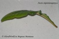 Streptocarpus_Rooting_1-3.jpg