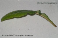 Streptocarpus_Rooting_1-3.jpg