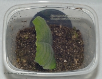 Streptocarpus_Rooting_1-8.jpg