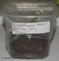 Streptocarpus_Rooting_1-9.jpg