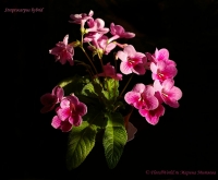 Streptocarpus_hybrid_10_09-1.jpg