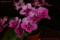 Streptocarpus_hybrid_10_09-3.jpg