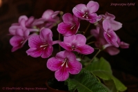 Streptocarpus_hybrid_10_09-4.jpg