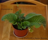 Streptocarpus_sp_5-1.jpg