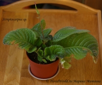 Streptocarpus_sp_5-1.jpg