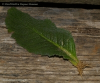 Streptocarpus_sp_cherenok_1-1.jpg