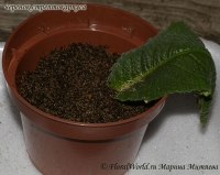 Streptocarpus_sp_cherenok_1-3.jpg