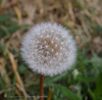 Taraxacum_offcinale.jpg