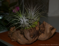 Tillandsia.jpg