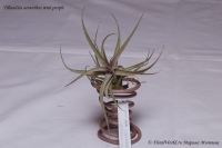 Tillandsia_aeranthos_mini_purple_9_11-1.jpg