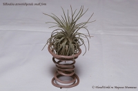 Tillandsia_atroviridipetala_small_form_9_11-1.jpg