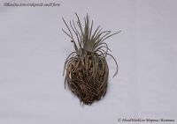 Имя файла=Tillandsia_atroviridipetala_small_form_9_11-2.jpg
Размер файла=195КБ
Размеры=1000x707
Дата=Сент 12, 2011 Tillandsia_atroviridipetala_small_form_9_11-2.jpg