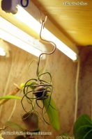 Имя файла=Tillandsia_bulbosa_02_11-1.jpg
Размер файла=145КБ
Размеры=598x900
Дата=Фев 10, 2011 Tillandsia_bulbosa_02_11-1.jpg