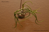 Имя файла=Tillandsia_bulbosa_09_10-1.jpg
Размер файла=184КБ
Размеры=1000x665
Дата=Сент 07, 2010 Tillandsia_bulbosa_09_10-1.jpg