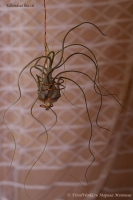 Имя файла=Tillandsia_butzii_09_10-1.jpg
Размер файла=134КБ
Размеры=665x1000
Дата=Сент 07, 2010 Tillandsia_butzii_09_10-1.jpg