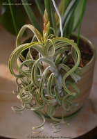 Tillandsia_caput-medusae_02_12-2.jpg