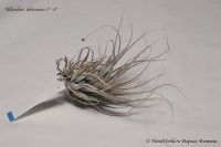 Имя файла=Tillandsia_ehlersiana_9_11-1.jpg
Размер файла=192КБ
Размеры=1000x665
Дата=Сент 12, 2011 Tillandsia_ehlersiana_9_11-1.jpg
