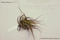 Tillandsia_ehlersiana_9_11-2.jpg