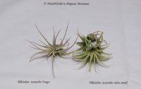 Имя файла=Tillandsia_ionantha_9_11-1.jpg
Размер файла=170КБ
Размеры=1000x633
Дата=Сент 12, 2011 Tillandsia_ionantha_9_11-1.jpg