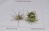 Tillandsia_ionantha_9_11-1.jpg