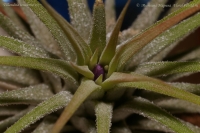 Tillandsia_ionantha_cv__1.jpg