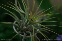 Tillandsia_ionantha_cv__3.jpg