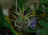 Tillandsia_ionantha_cv__4.jpg