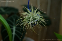 Tillandsia_ionantha_hybr-2_12_09-1.jpg