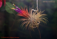 Tillandsia_ionantha_hybr_06_10-5.jpg