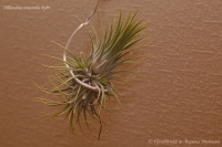 Tillandsia_ionantha_hybr_09-10-1.jpg