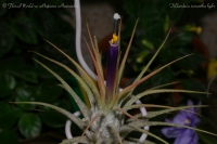 Tillandsia_ionantha_hybr_5.jpg