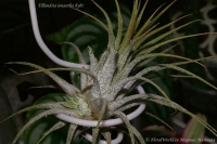 Tillandsia_ionantha_hybr_6-1.jpg