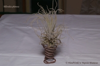 Tillandsia_plumosa_9_11-1.jpg