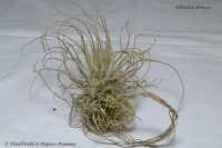 Tillandsia_plumosa_9_11-2.jpg