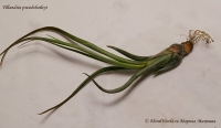 Имя файла=Tillandsia_pseudobaileyi_9_11-3.jpg
Размер файла=181КБ
Размеры=1000x584
Дата=Сент 12, 2011 Tillandsia_pseudobaileyi_9_11-3.jpg