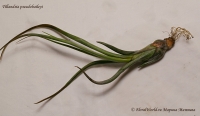 Tillandsia_pseudobaileyi_9_11-3.jpg