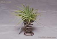 Имя файла=Tillandsia_recurvifolia_9_11-1.jpg
Размер файла=185КБ
Размеры=1000x688
Дата=Сент 12, 2011 Tillandsia_recurvifolia_9_11-1.jpg