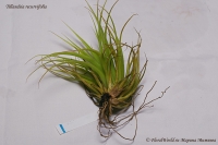 Tillandsia_recurvifolia_9_11-3.jpg