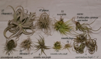 Tillandsia_ssp_9_11-1.jpg