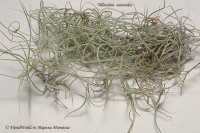 Tillandsia_usneoides_9_11.jpg