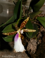 Имя файла=Trichocentrum_tigrinum_1-1.jpg
Размер файла=155КБ
Размеры=588x750
Дата=Март 29, 2008 Trichocentrum_tigrinum_1-1.jpg